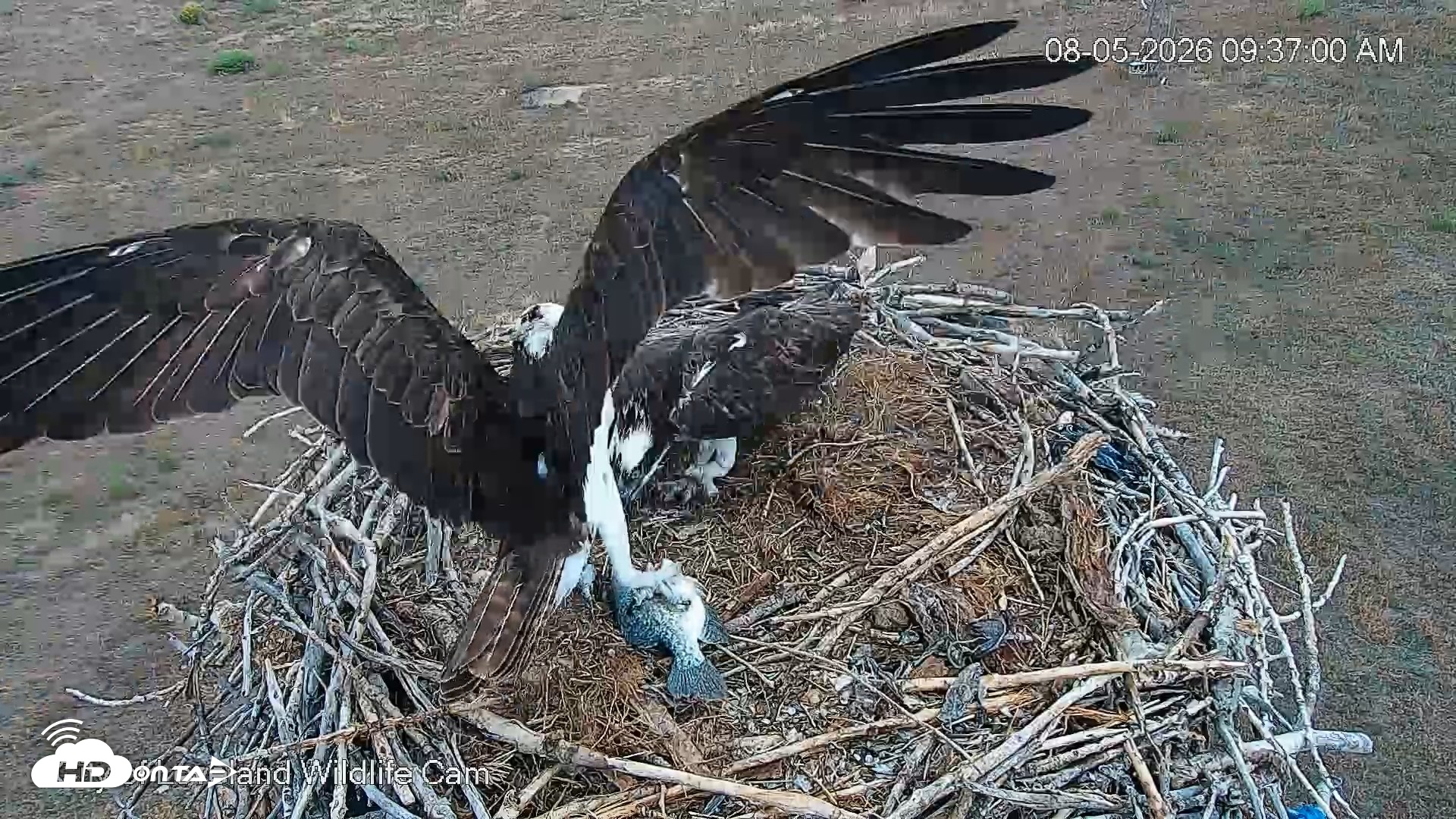 Snapshot of City of Loveland Ospreys Live Cam taken Aug 5, 2026, 9:37am MDT
