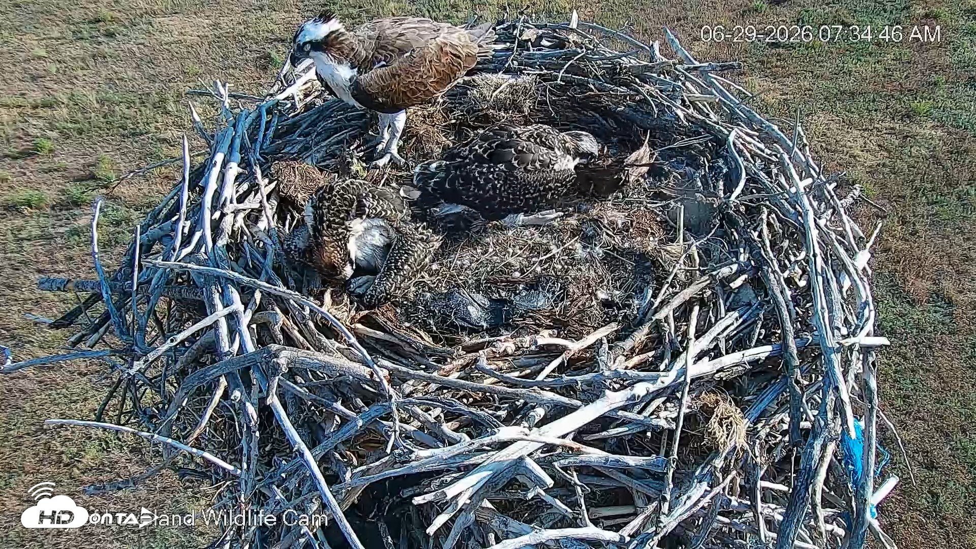 Snapshot of City of Loveland Ospreys Live Cam taken Jun 29, 2026, 7:35am MDT