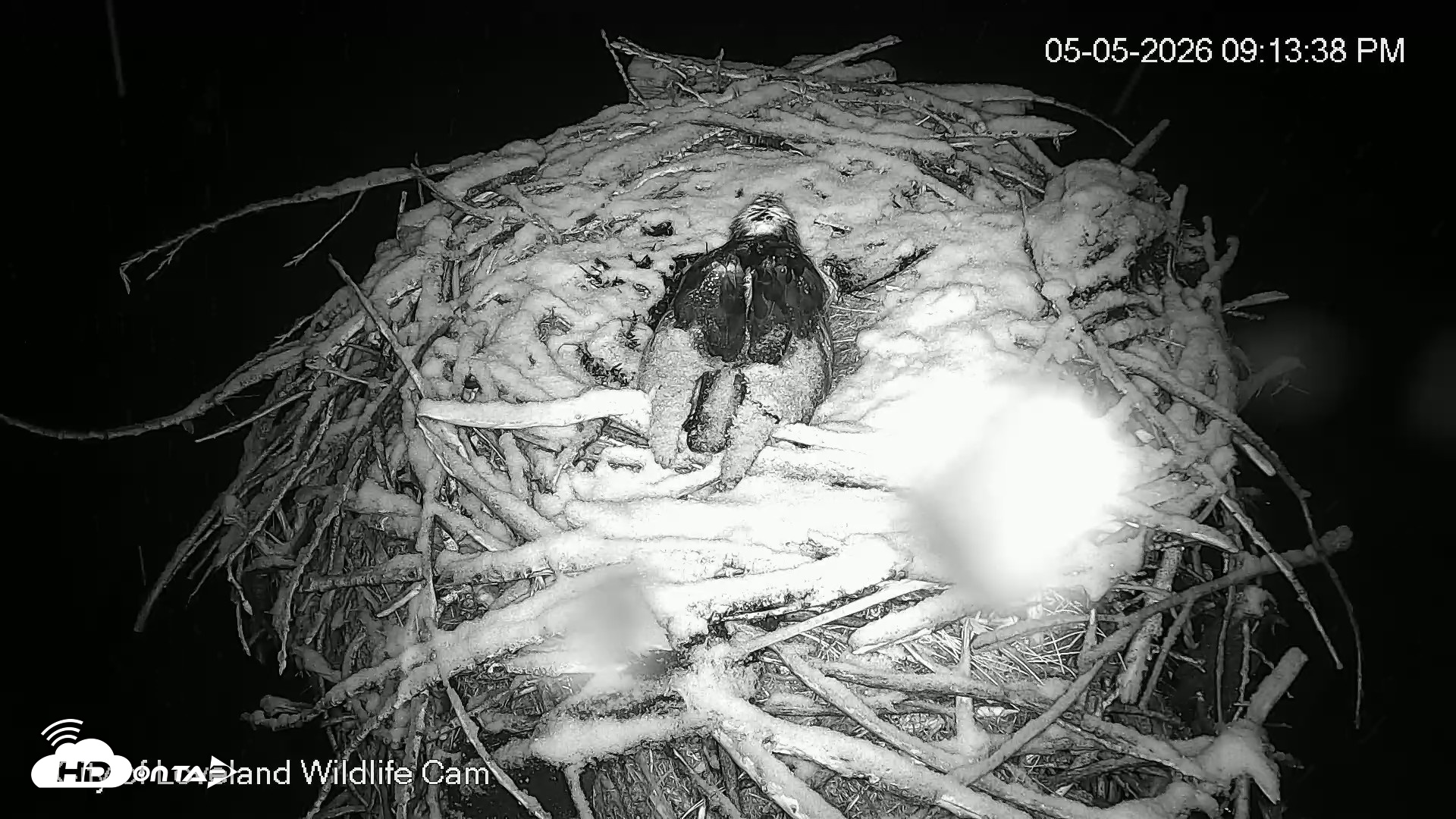 Snapshot of City of Loveland Ospreys Live Cam taken May 5, 2026, 9:14pm MDT