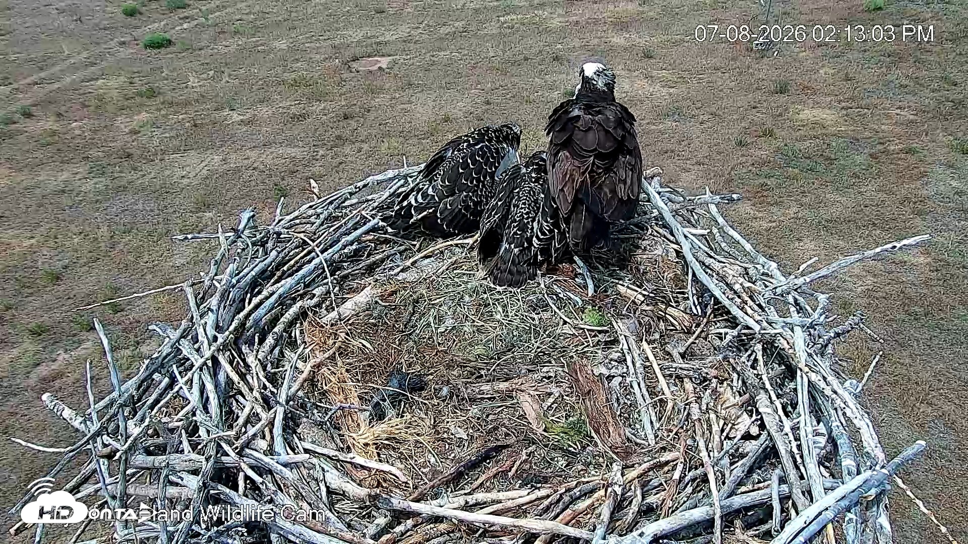 Snapshot of City of Loveland Ospreys Live Cam taken Jul 8, 2026, 2:15pm MDT