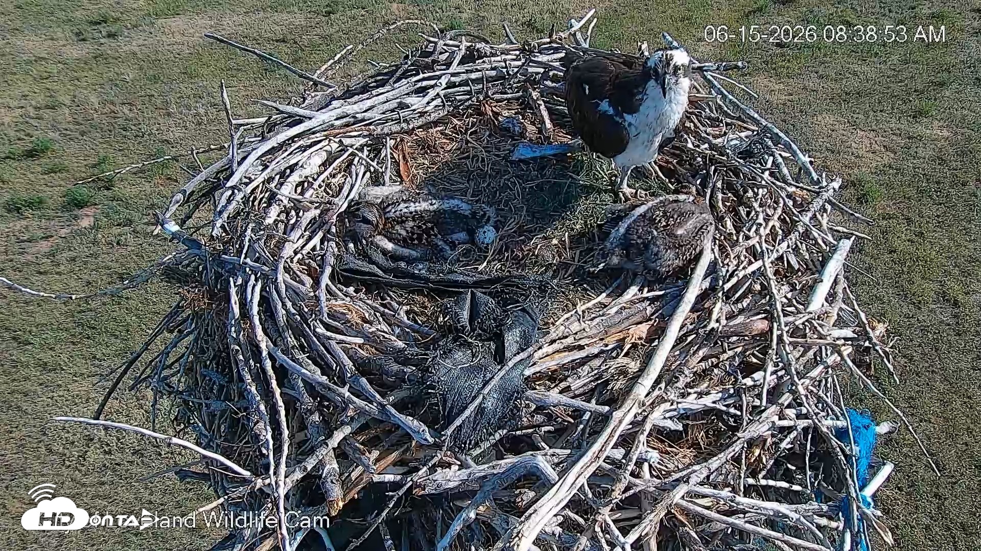 Snapshot of City of Loveland Ospreys Live Cam taken Jun 15, 2026, 8:39am MDT