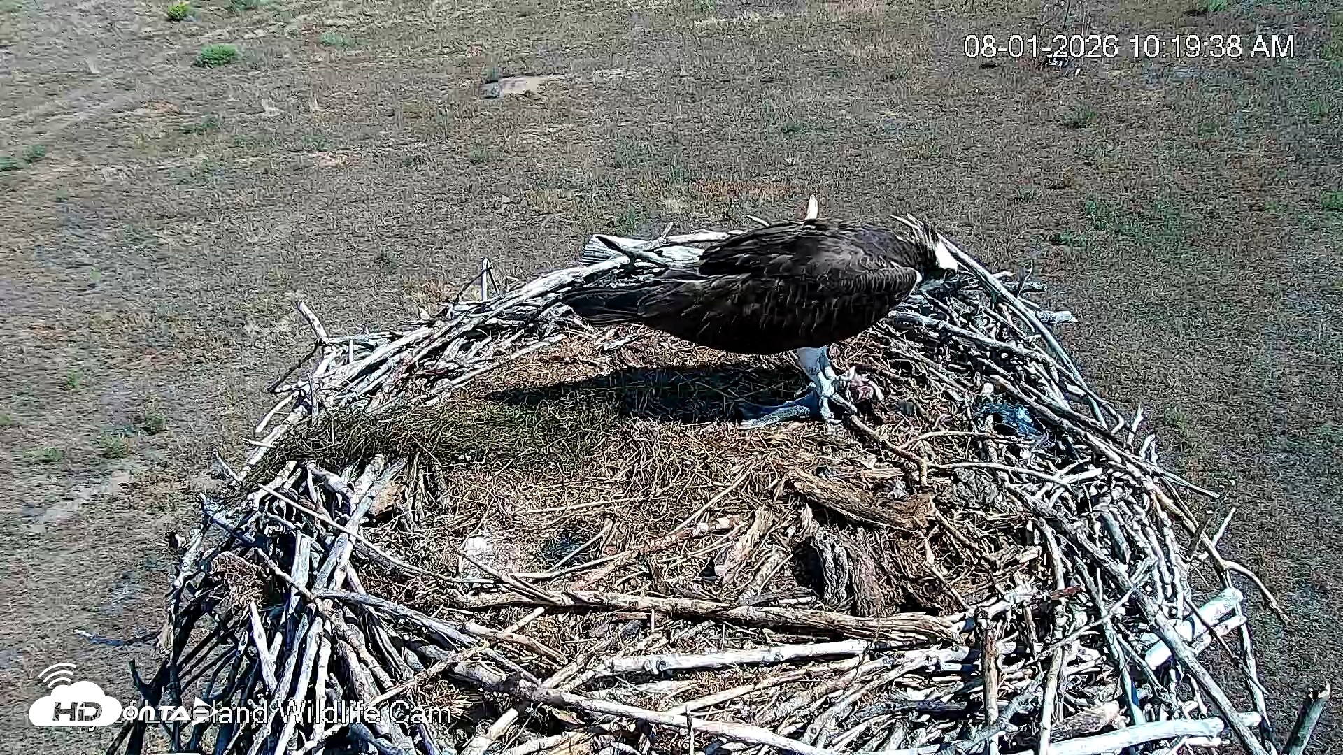 Snapshot of City of Loveland Ospreys Live Cam taken Aug 1, 2026, 10:23am MDT