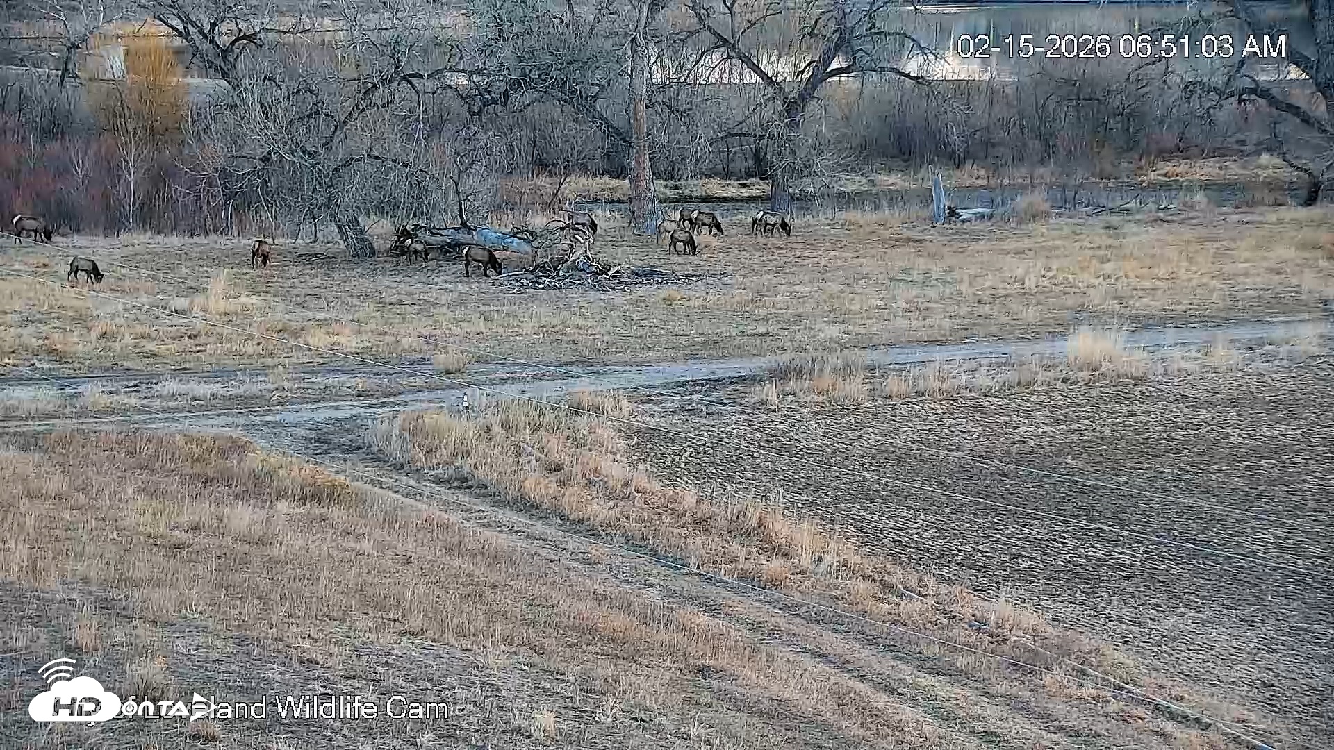Snapshot of City of Loveland Ospreys Live Cam taken Feb 15, 2026, 6:51am MST