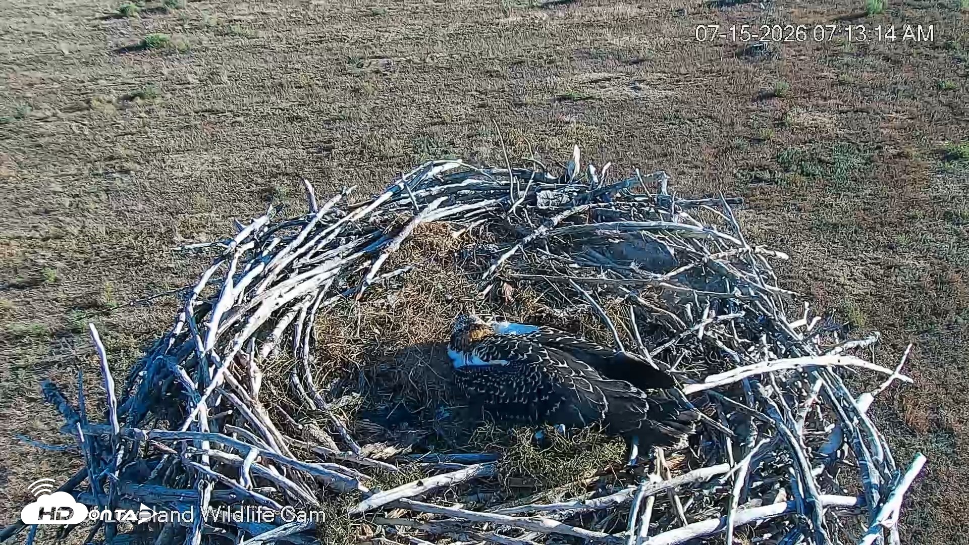 Snapshot of City of Loveland Ospreys Live Cam taken Jul 15, 2026, 7:14am MDT