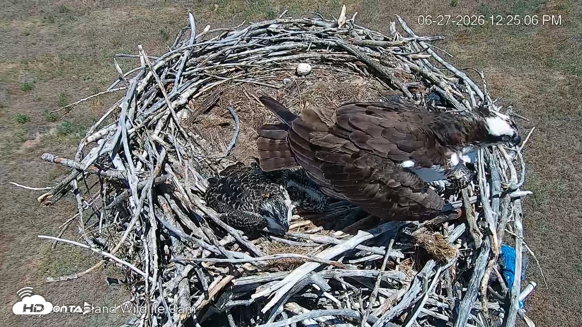 Snapshot of City of Loveland Ospreys Live Cam taken Jun 27, 2026, 12:25pm MDT