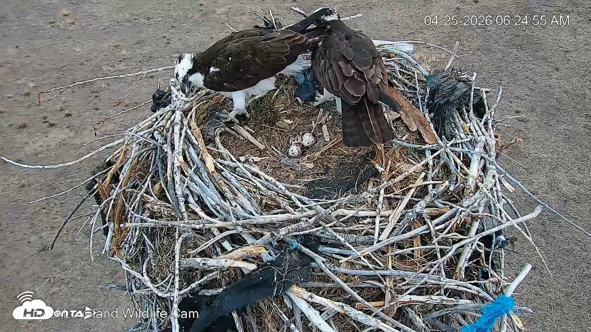 Snapshot of City of Loveland Ospreys Live Cam taken Apr 25, 2026, 6:25am MDT
