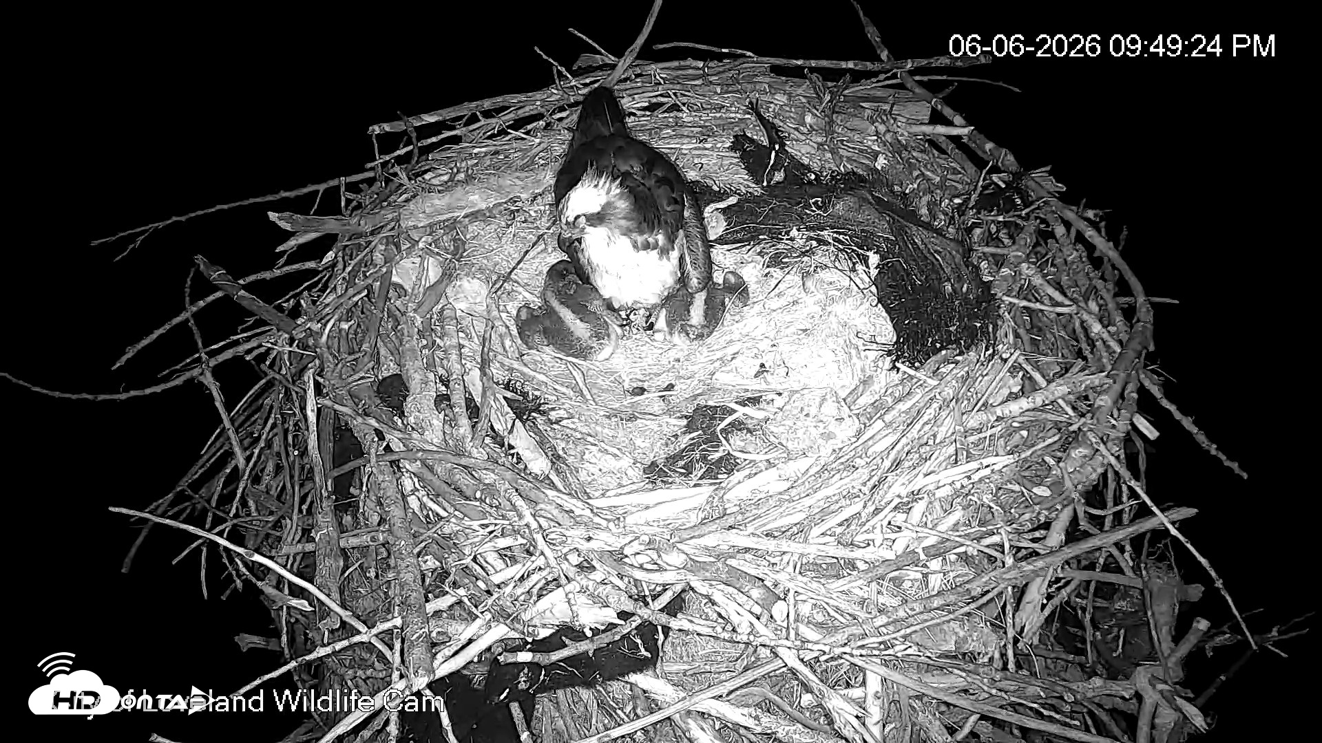 Snapshot of City of Loveland Ospreys Live Cam taken Jun 6, 2026, 9:51pm MDT