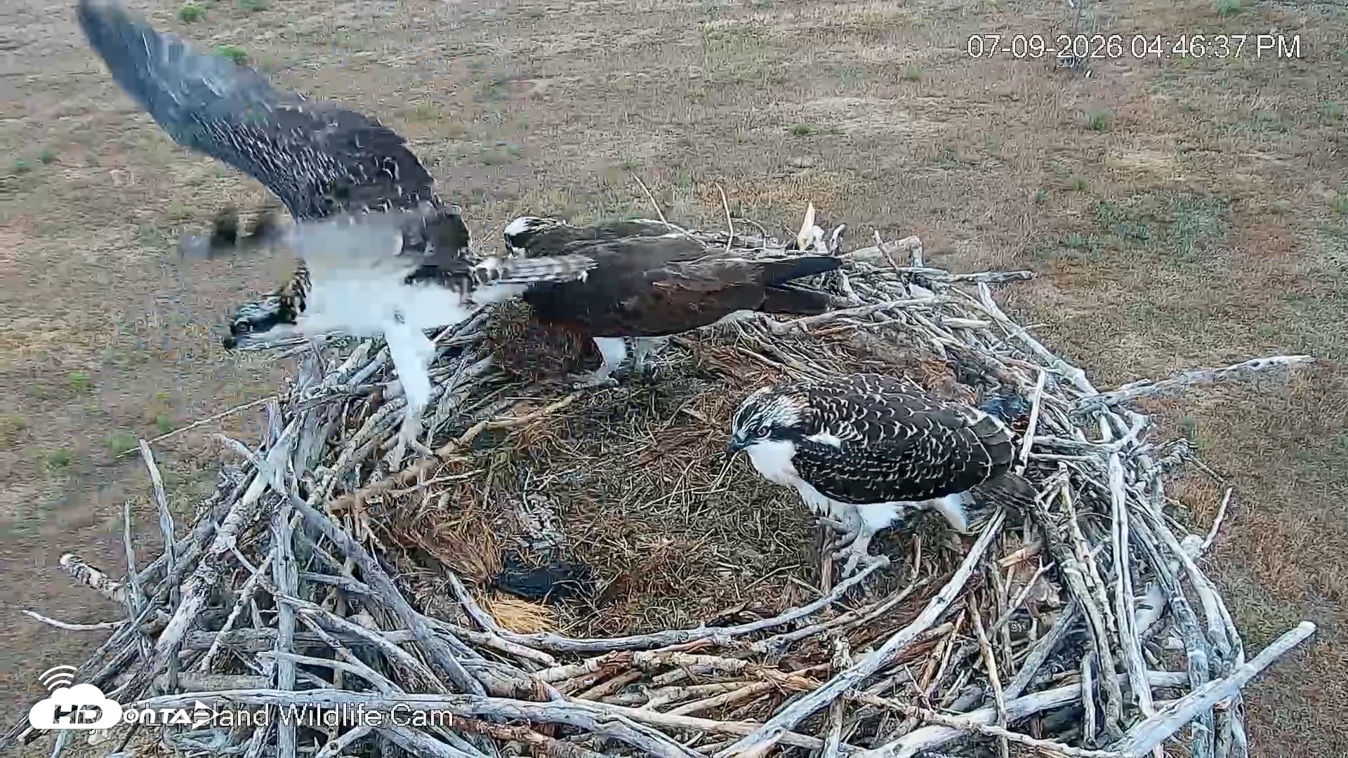 Snapshot of City of Loveland Ospreys Live Cam taken Jul 9, 2026, 4:47pm MDT