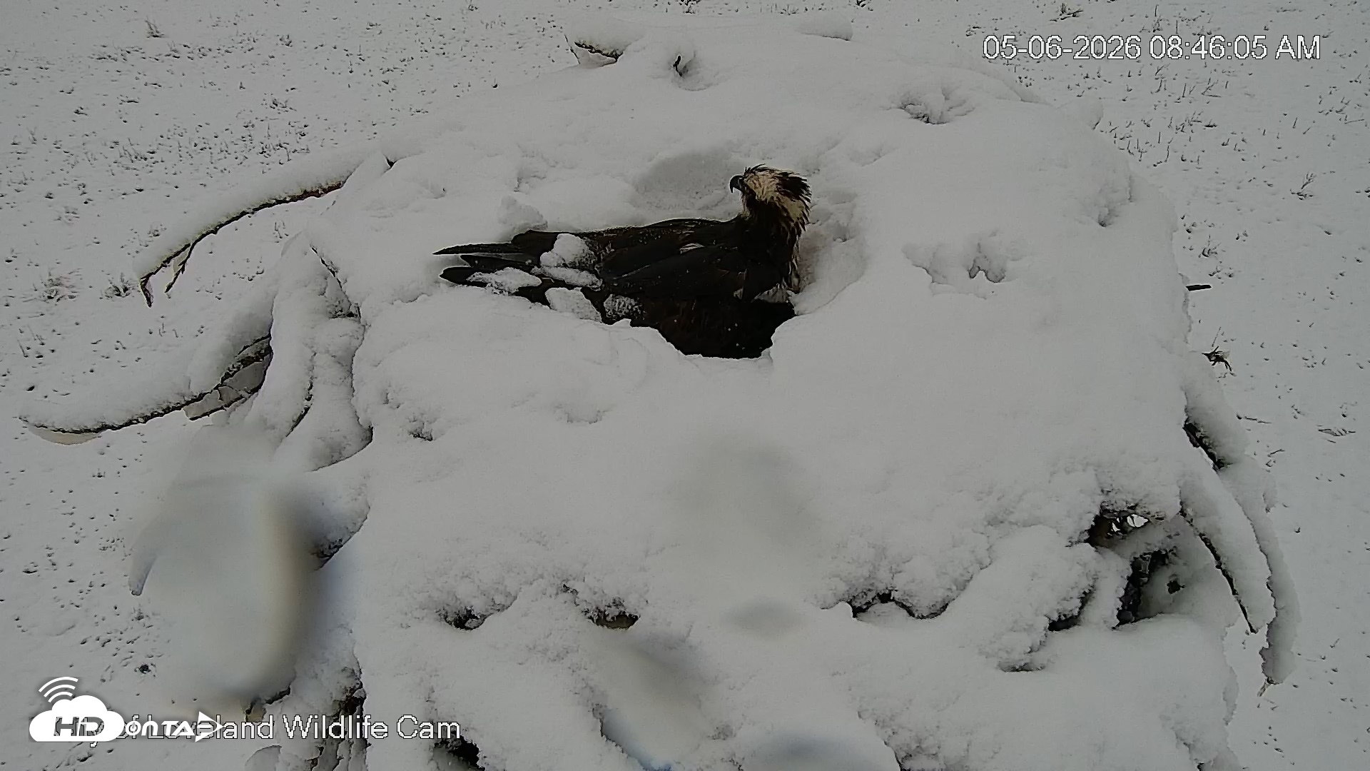 Snapshot of City of Loveland Ospreys Live Cam taken May 6, 2026, 8:46am MDT