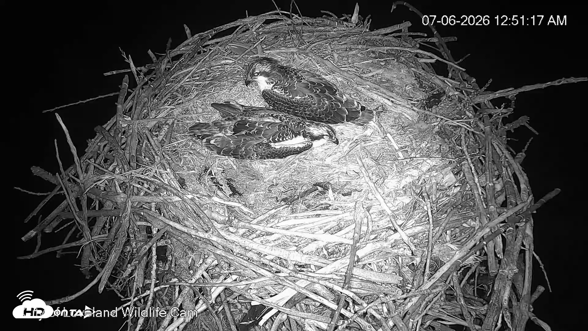 Snapshot of City of Loveland Ospreys Live Cam taken Jul 6, 2026, 12:51am MDT