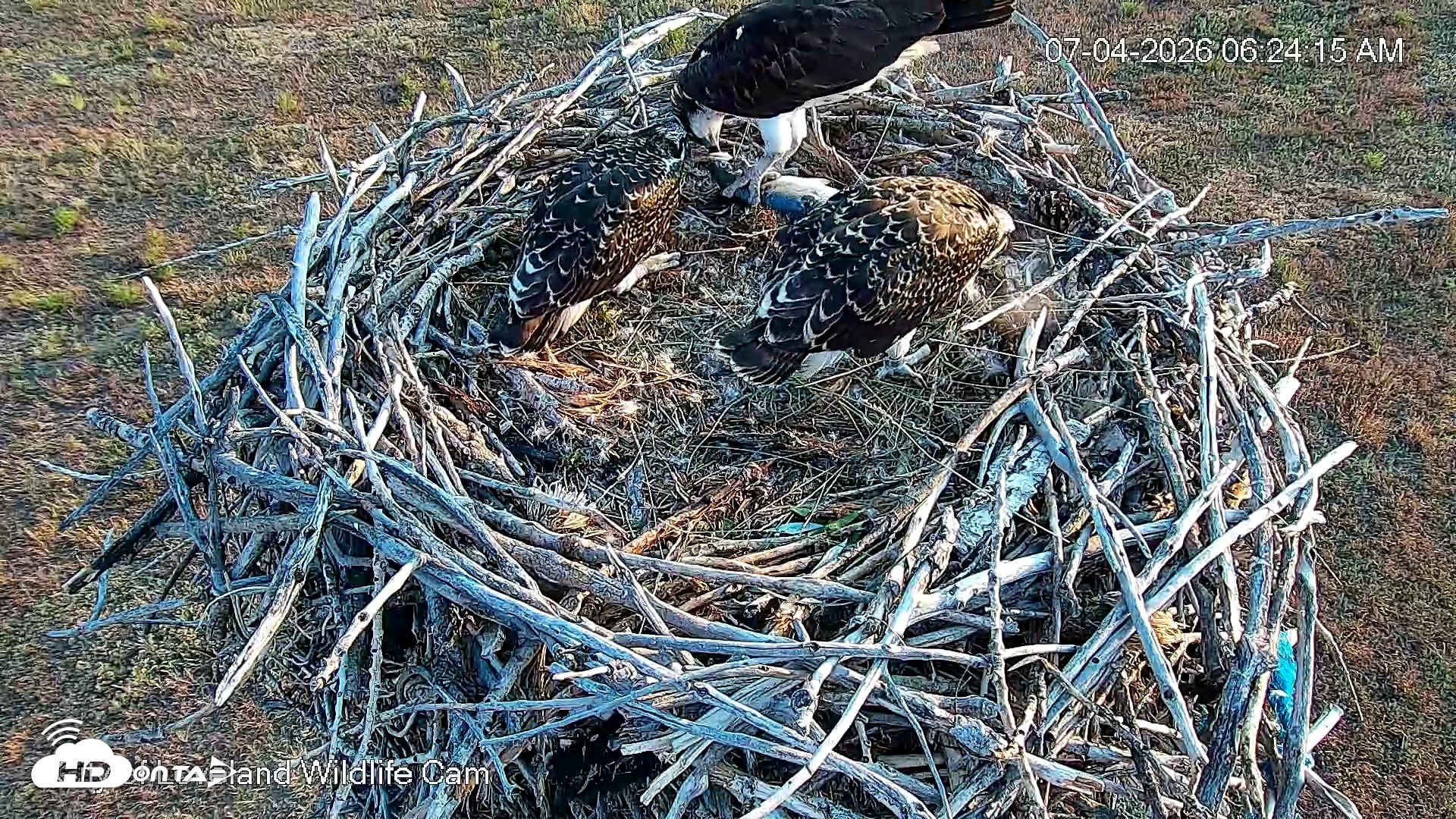 Snapshot of City of Loveland Ospreys Live Cam taken Jul 4, 2026, 6:27am MDT