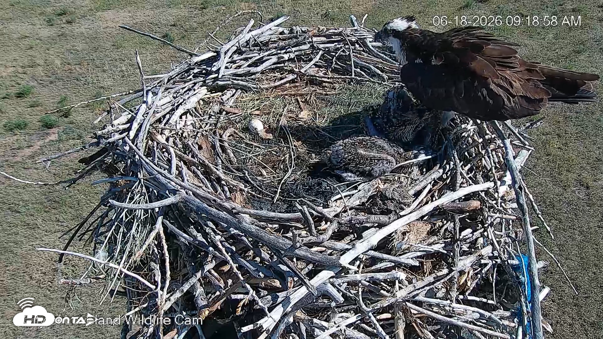 Snapshot of City of Loveland Ospreys Live Cam taken Jun 18, 2026, 9:19am MDT