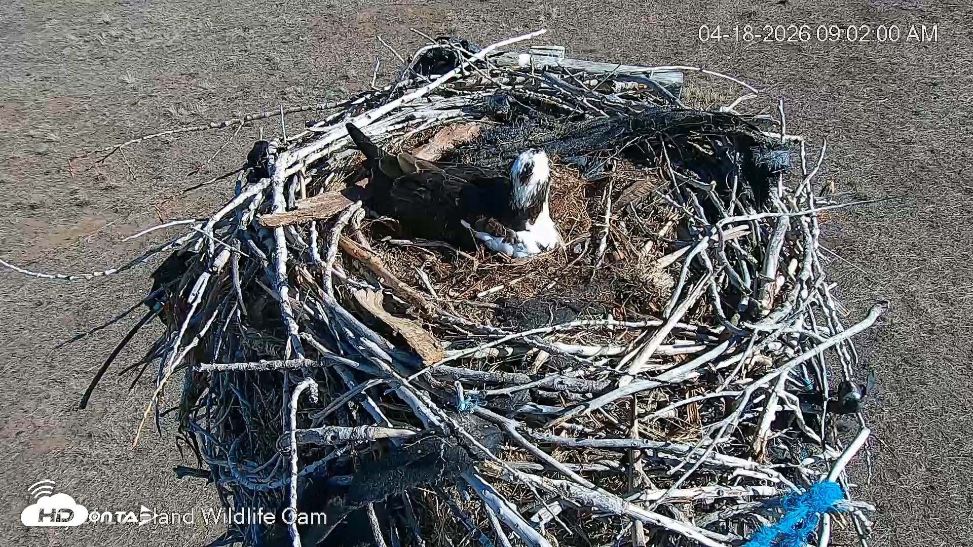 Snapshot of City of Loveland Ospreys Live Cam taken Apr 18, 2026, 9:02am MDT