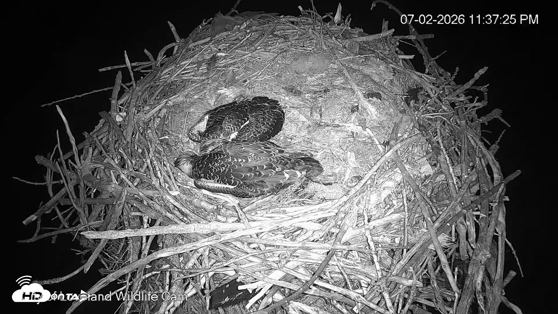 Snapshot of City of Loveland Ospreys Live Cam taken Jul 2, 2026, 11:38pm MDT