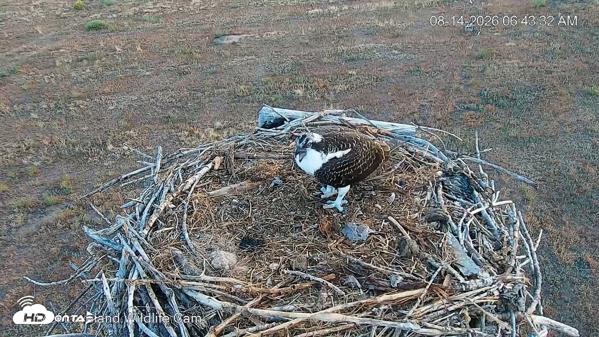 Snapshot of City of Loveland Ospreys Live Cam taken Aug 14, 2026, 6:44am MDT