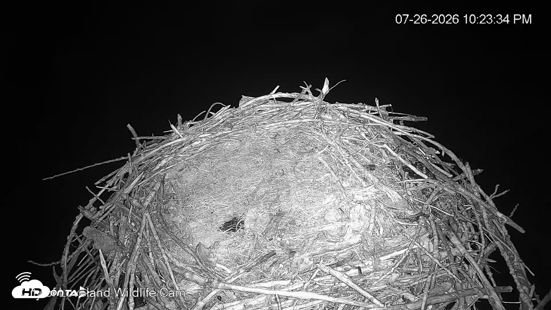Snapshot of City of Loveland Ospreys Live Cam taken Jul 26, 2026, 10:24pm MDT