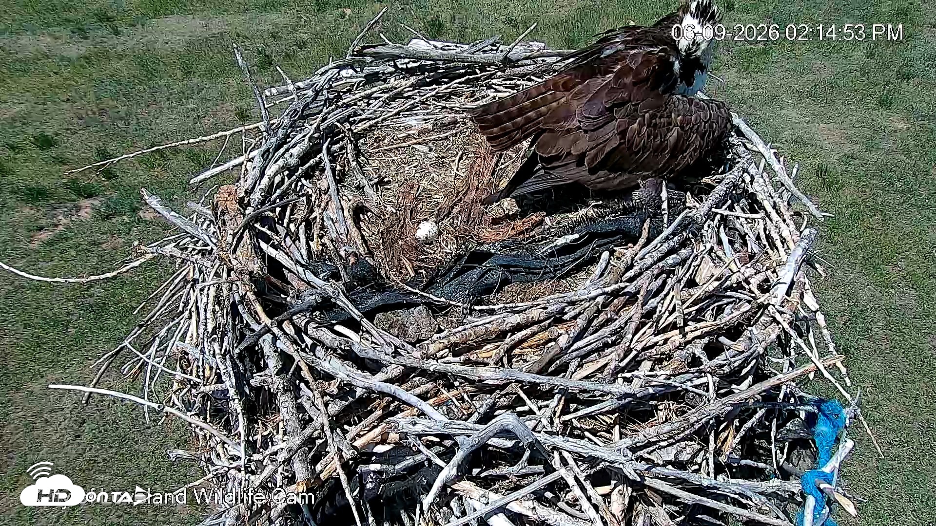 Snapshot of City of Loveland Ospreys Live Cam taken Jun 9, 2026, 2:16pm MDT
