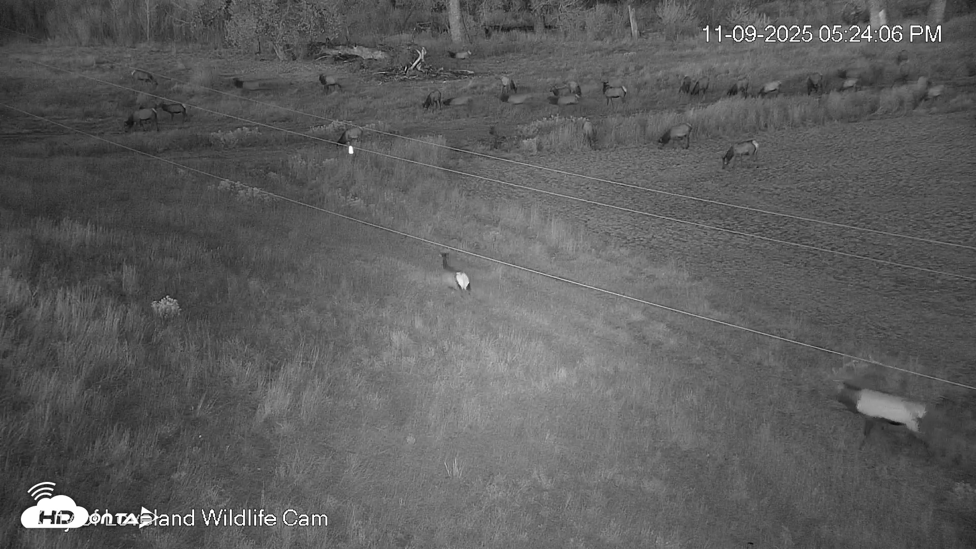 Snapshot of City of Loveland Ospreys Live Cam taken Nov 9, 2025, 5:24pm MST