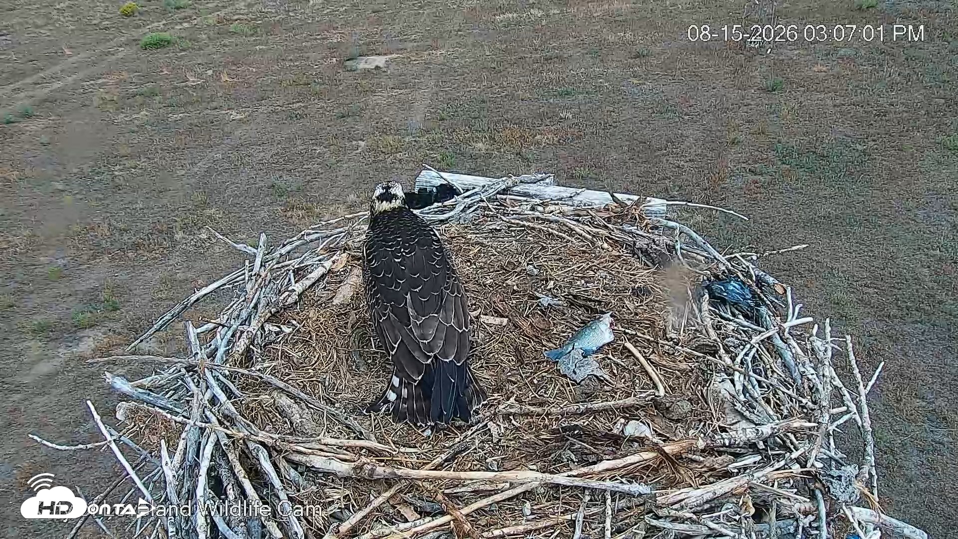 Snapshot of City of Loveland Ospreys Live Cam taken Aug 15, 2026, 3:07pm MDT