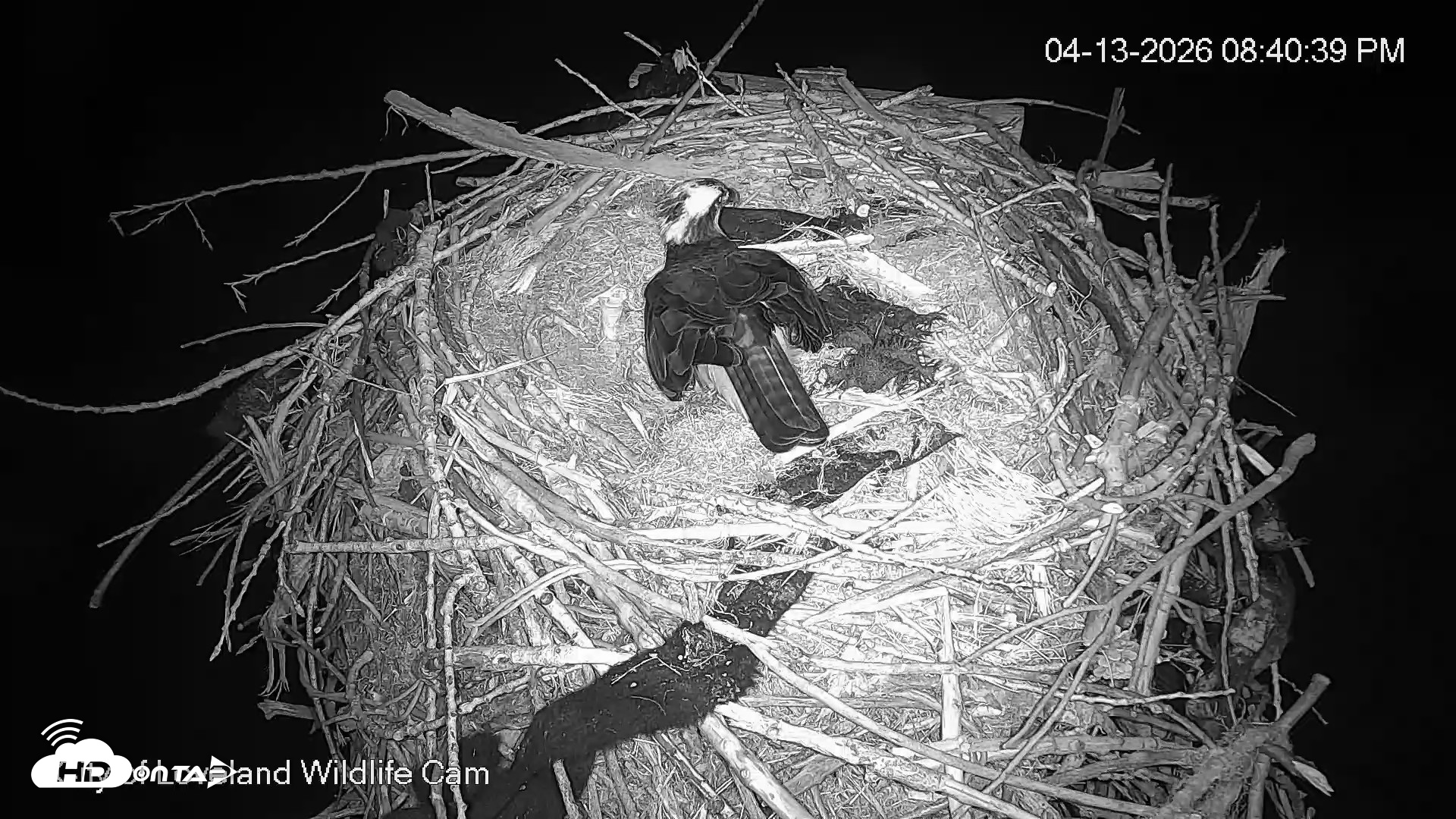 Snapshot of City of Loveland Ospreys Live Cam taken Apr 13, 2026, 8:41pm MDT