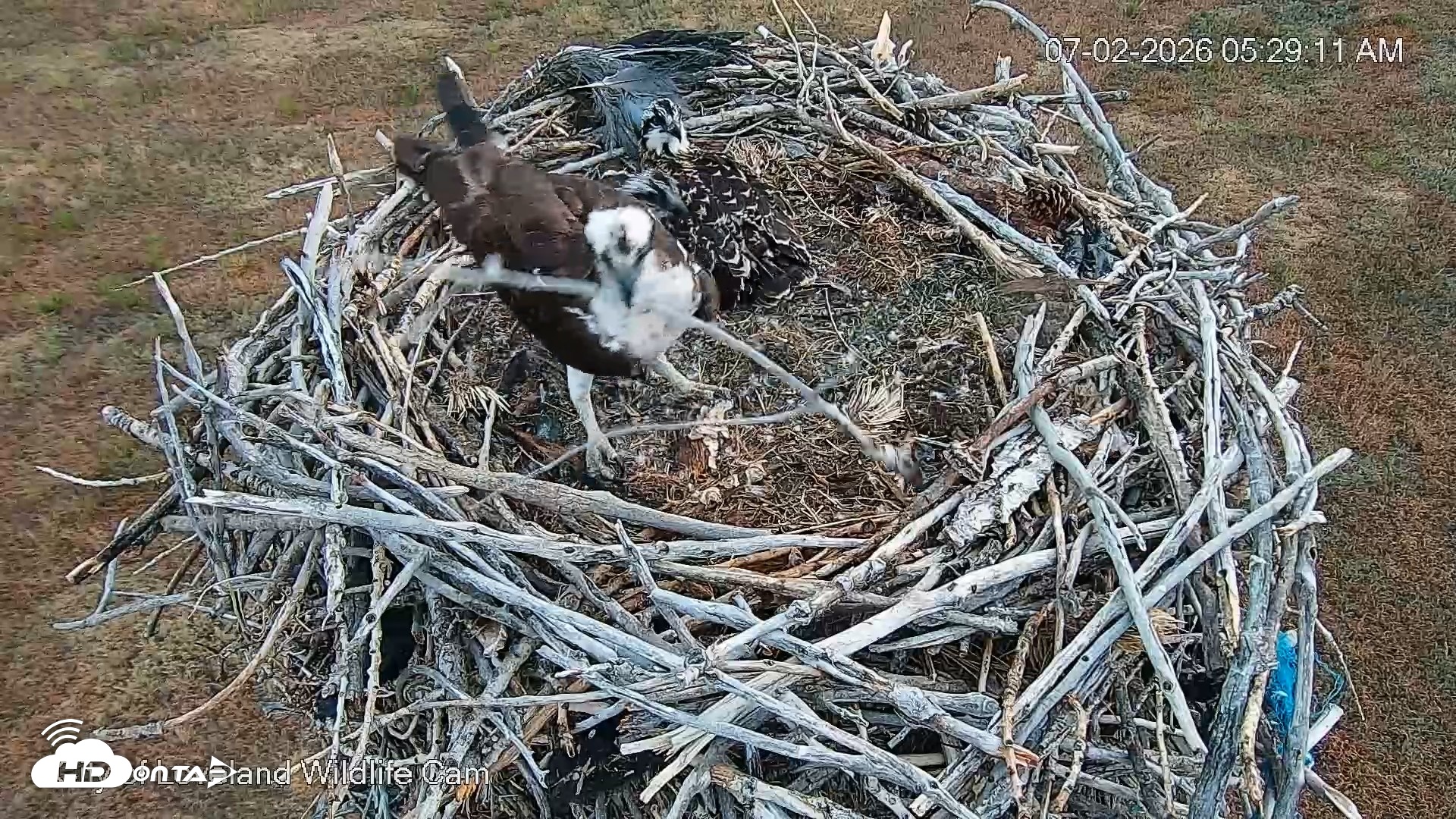 Snapshot of City of Loveland Ospreys Live Cam taken Jul 2, 2026, 5:29am MDT