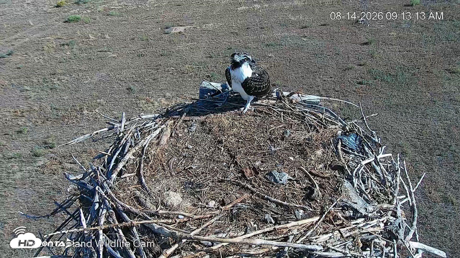 Snapshot of City of Loveland Ospreys Live Cam taken Aug 14, 2026, 9:14am MDT