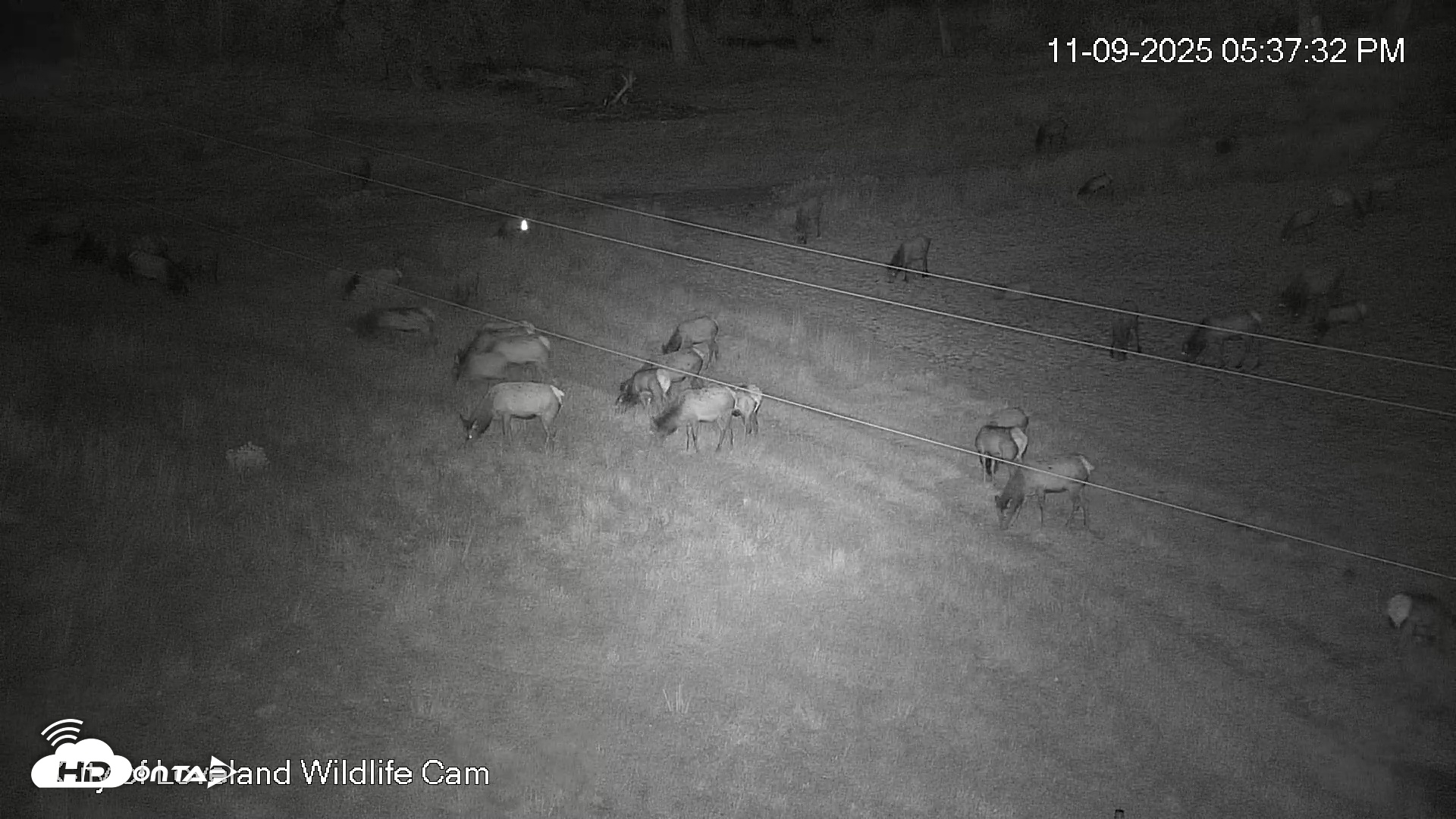 Snapshot of City of Loveland Ospreys Live Cam taken Nov 9, 2025, 5:38pm MST