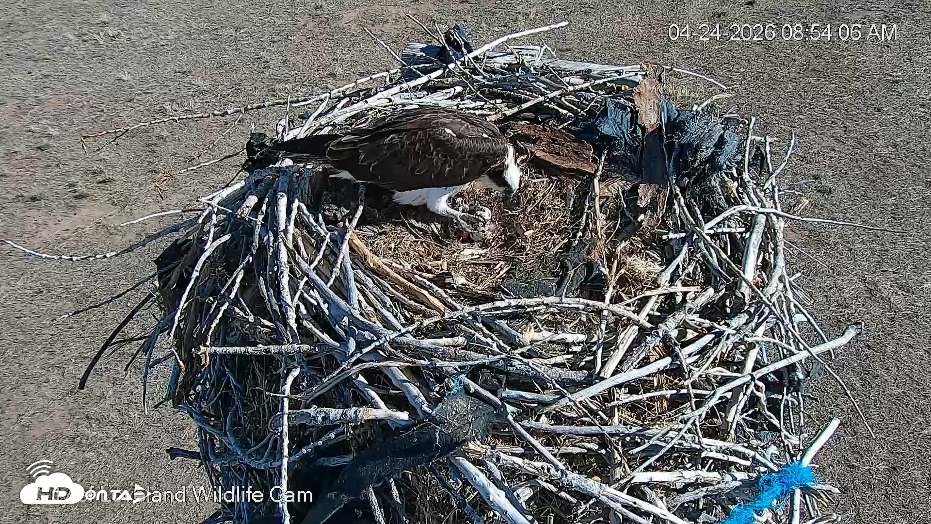 Snapshot of City of Loveland Ospreys Live Cam taken Apr 24, 2026, 8:54am MDT