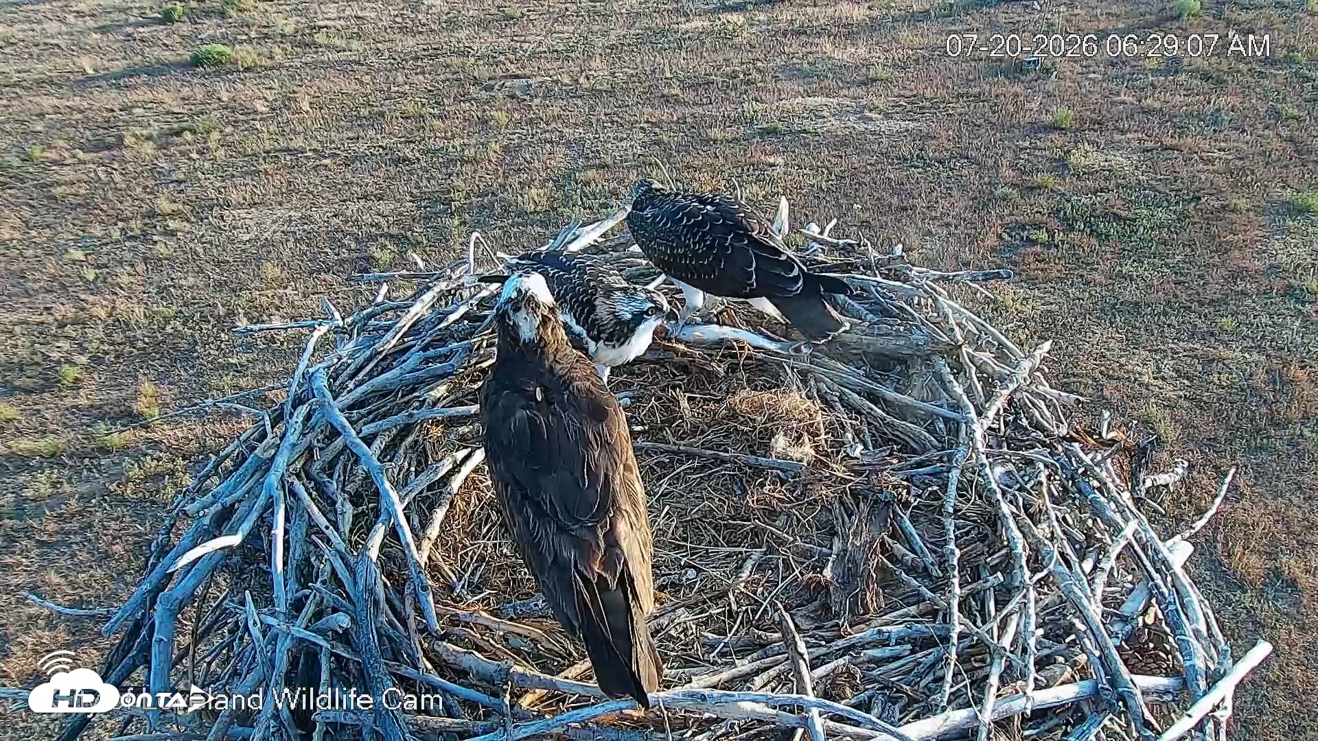 Snapshot of City of Loveland Ospreys Live Cam taken Jul 20, 2026, 6:29am MDT