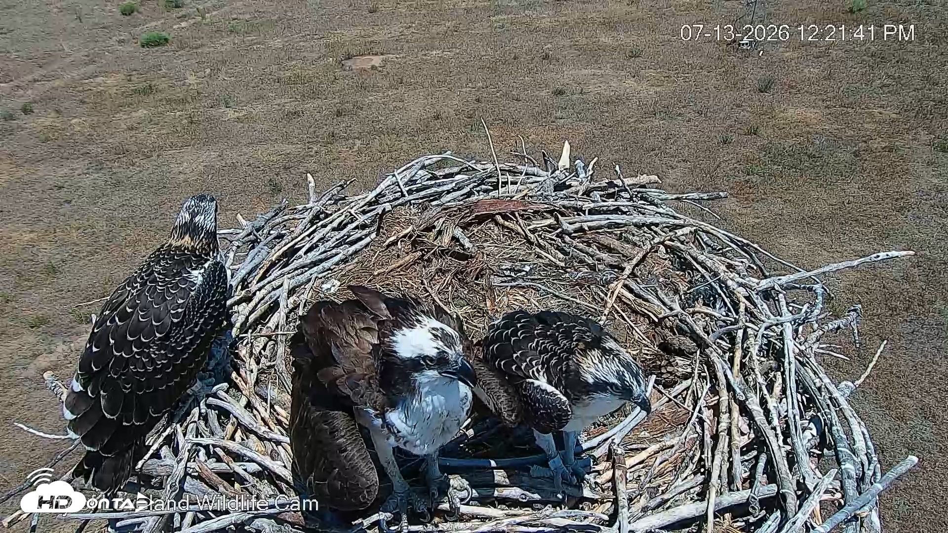 Snapshot of City of Loveland Ospreys Live Cam taken Jul 13, 2026, 12:22pm MDT