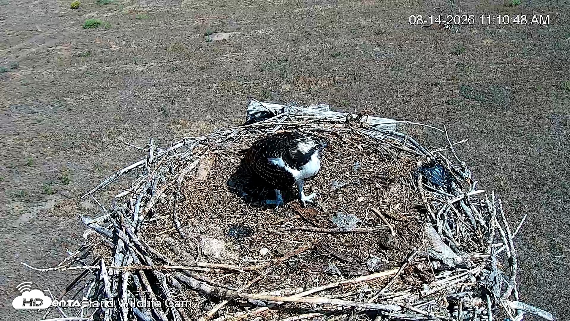 Snapshot of City of Loveland Ospreys Live Cam taken Aug 14, 2026, 11:14am MDT