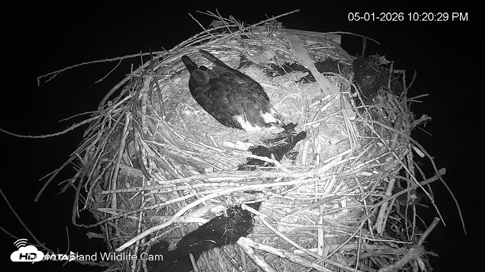 Snapshot of City of Loveland Ospreys Live Cam taken May 1, 2026, 10:21pm MDT