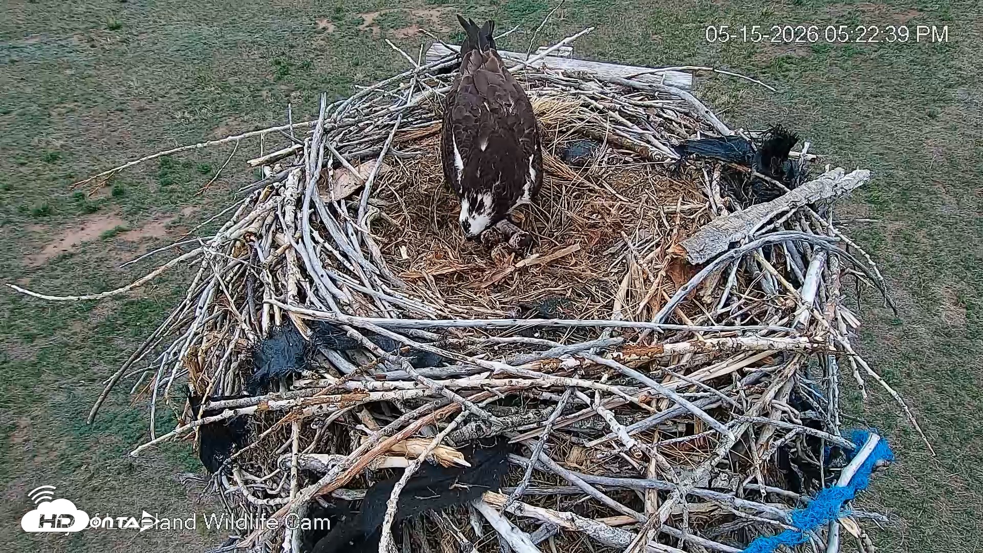 Snapshot of City of Loveland Ospreys Live Cam taken May 15, 2026, 5:23pm MDT