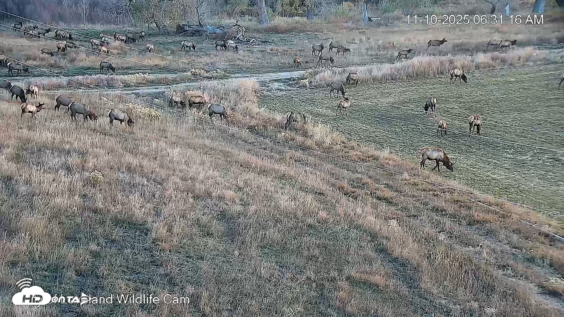 Snapshot of City of Loveland Ospreys Live Cam taken Nov 10, 2025, 6:31am MST
