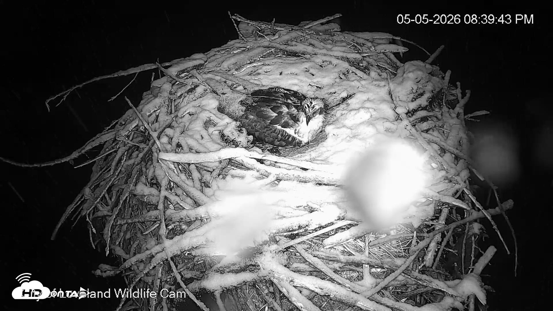 Snapshot of City of Loveland Ospreys Live Cam taken May 5, 2026, 8:40pm MDT