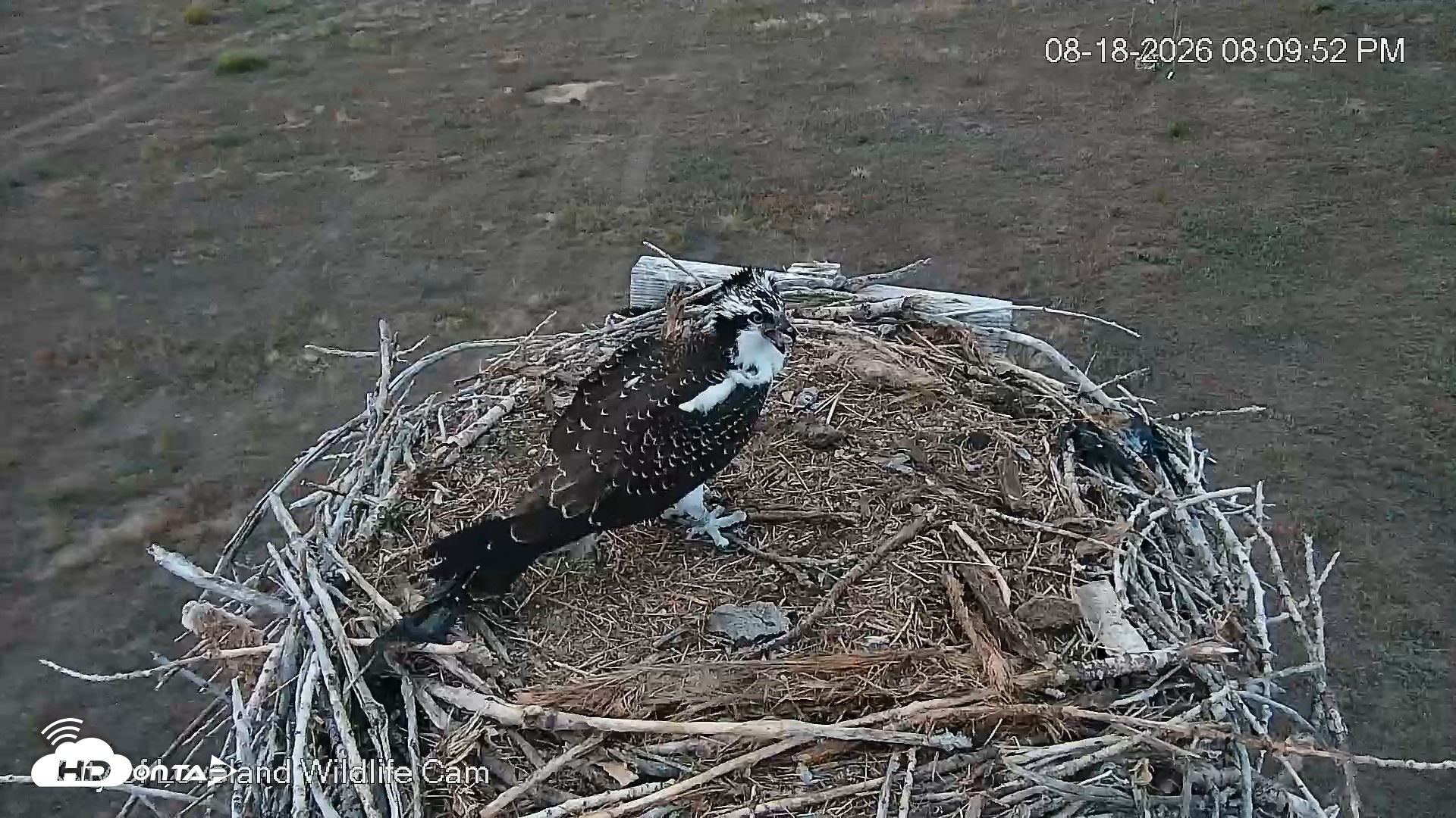 Snapshot of City of Loveland Ospreys Live Cam taken Aug 18, 2026, 8:10pm MDT