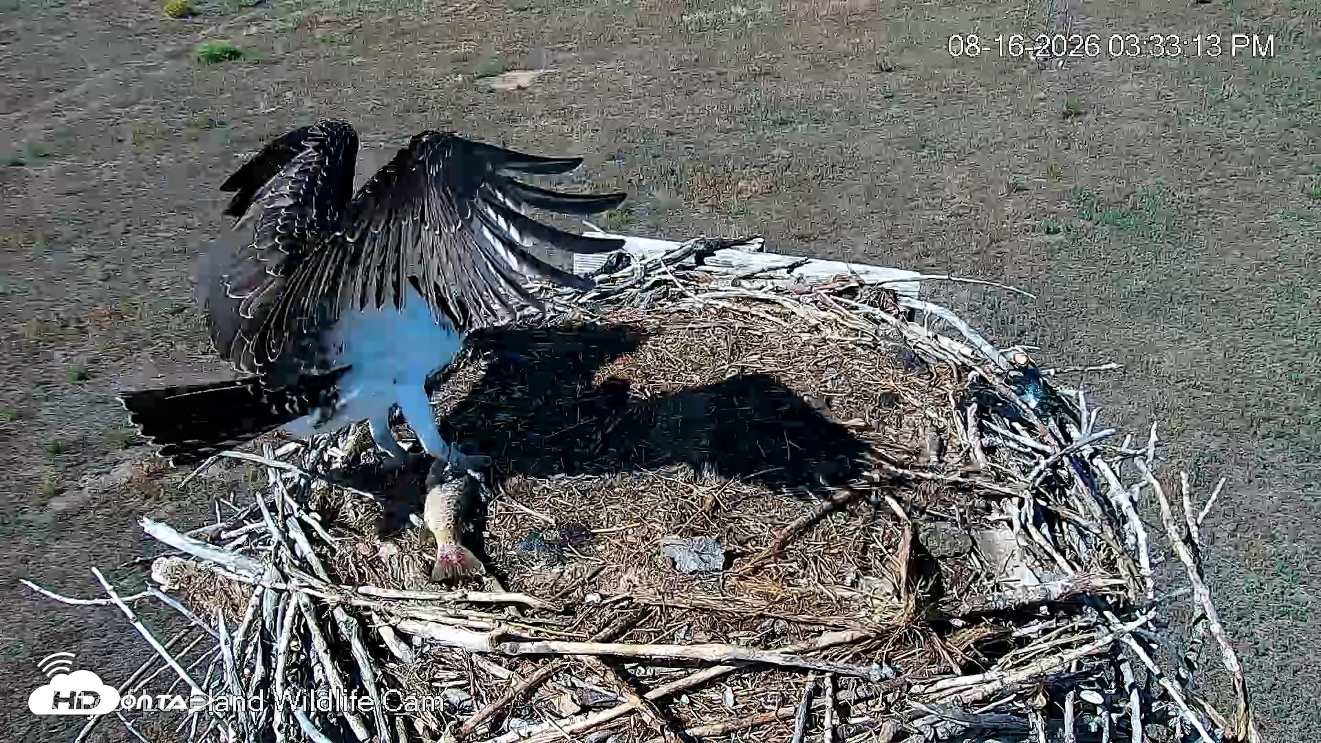 Snapshot of City of Loveland Ospreys Live Cam taken Aug 16, 2026, 3:36pm MDT