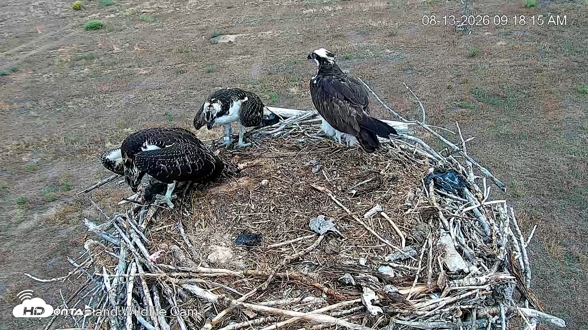 Snapshot of City of Loveland Ospreys Live Cam taken Aug 13, 2026, 9:20am MDT
