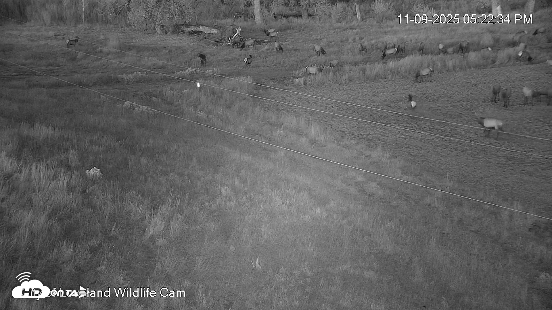 Snapshot of City of Loveland Ospreys Live Cam taken Nov 9, 2025, 5:23pm MST
