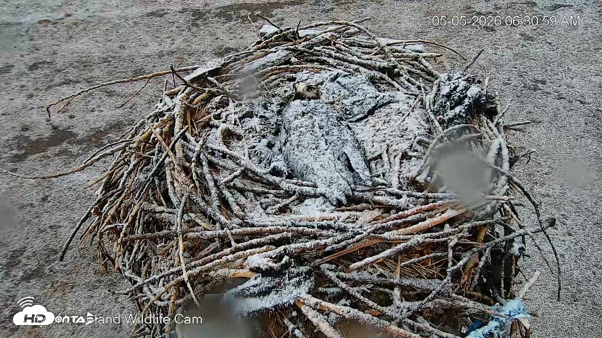 Snapshot of City of Loveland Ospreys Live Cam taken May 5, 2026, 6:31am MDT