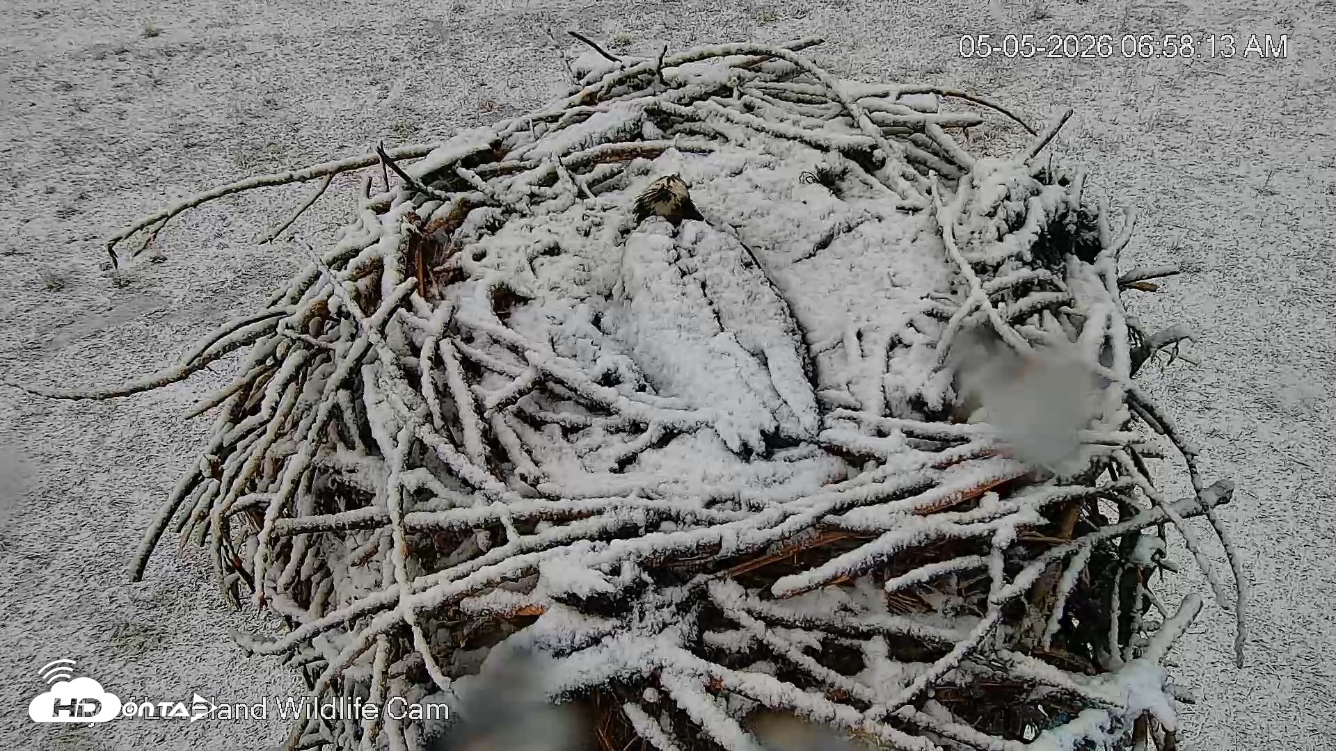 Snapshot of City of Loveland Ospreys Live Cam taken May 5, 2026, 6:59am MDT