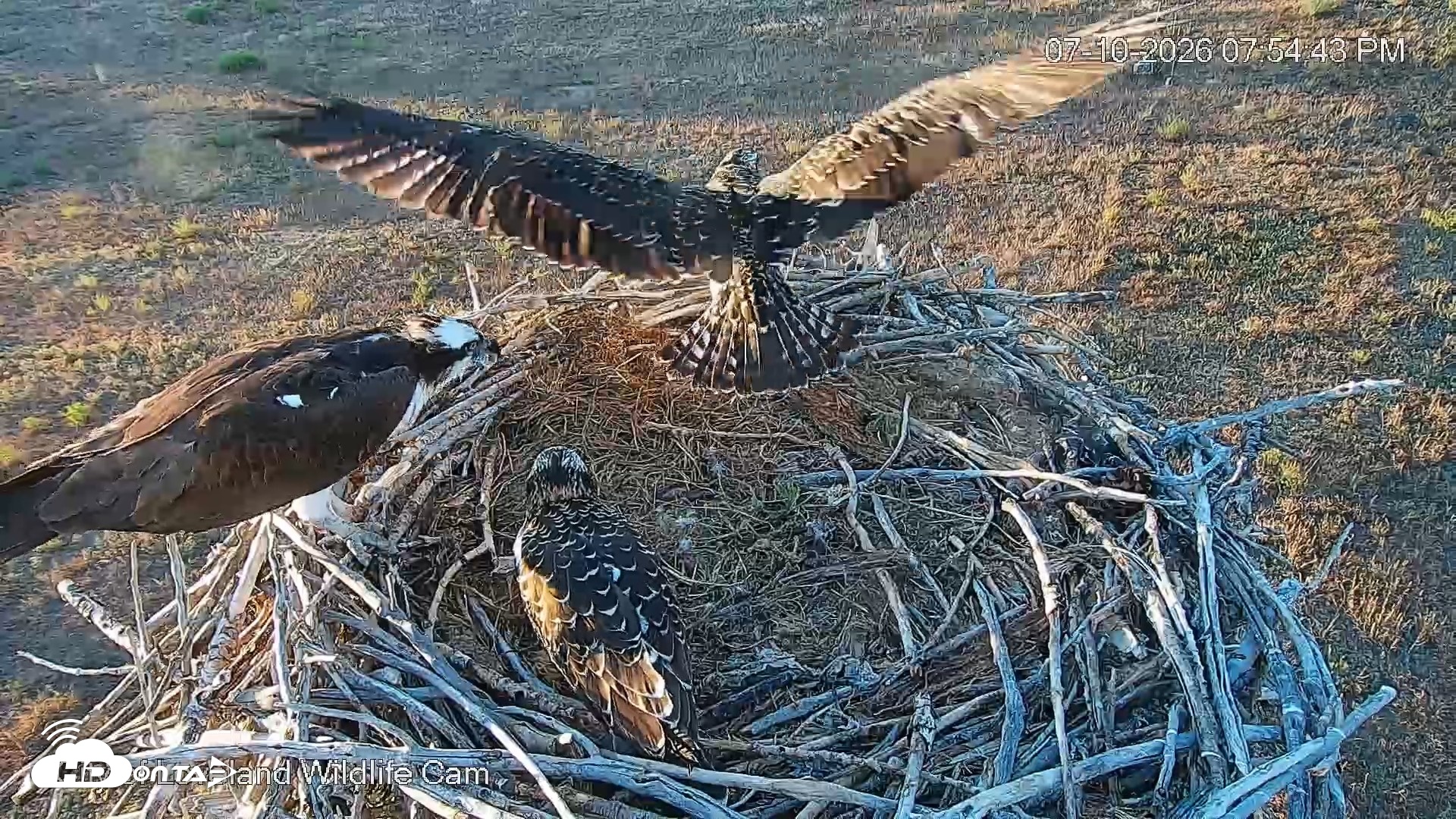 Snapshot of City of Loveland Ospreys Live Cam taken Jul 10, 2026, 7:55pm MDT