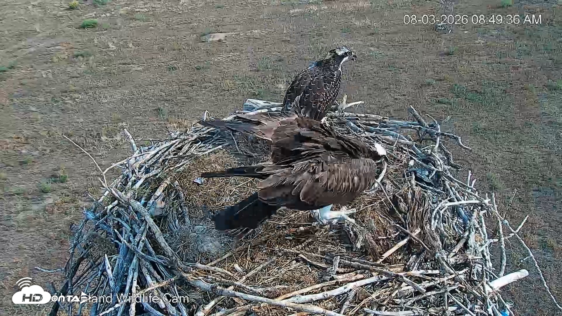 Snapshot of City of Loveland Ospreys Live Cam taken Aug 3, 2026, 8:50am MDT