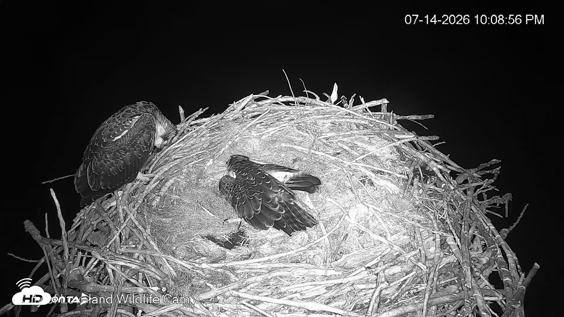Snapshot of City of Loveland Ospreys Live Cam taken Jul 14, 2026, 10:09pm MDT