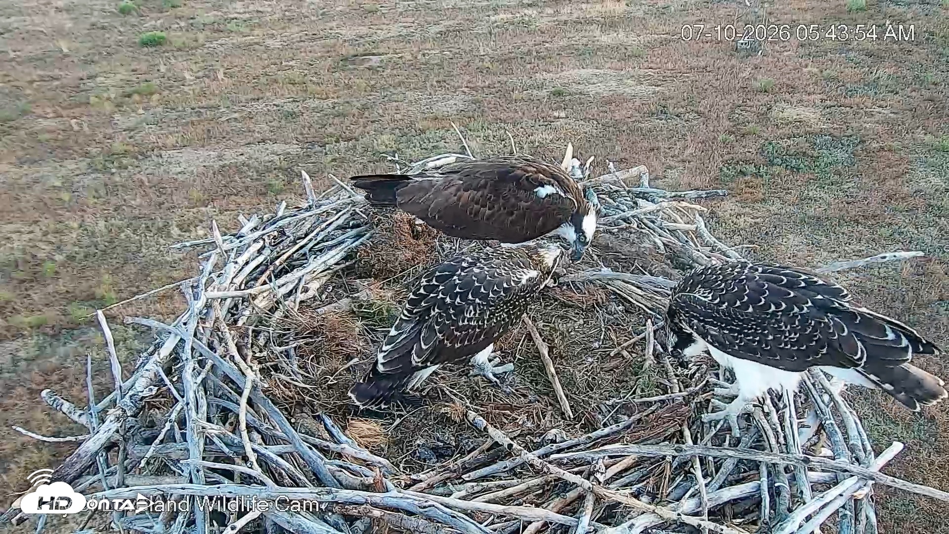 Snapshot of City of Loveland Ospreys Live Cam taken Jul 10, 2026, 5:45am MDT