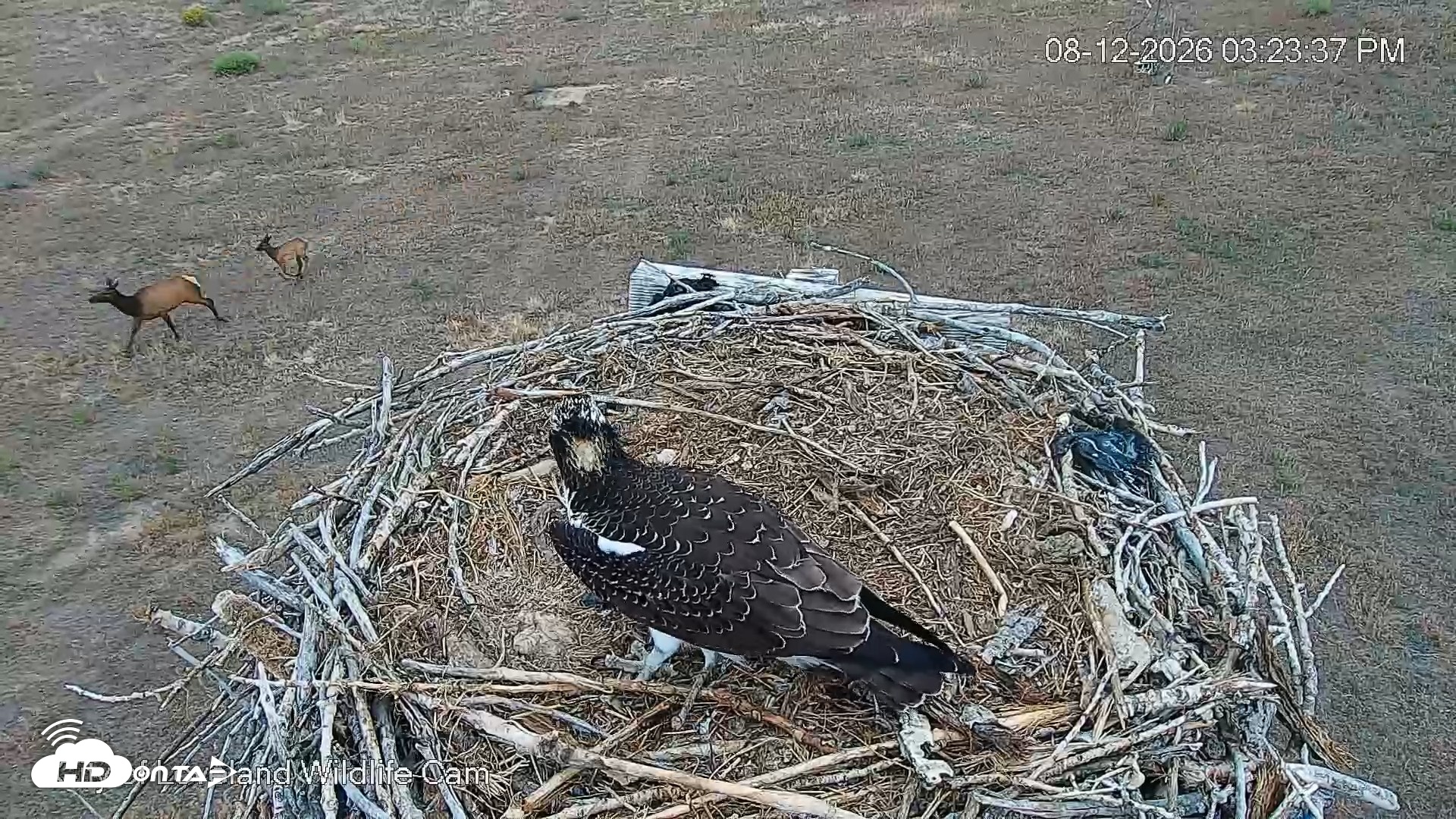 Snapshot of City of Loveland Ospreys Live Cam taken Aug 12, 2026, 3:24pm MDT