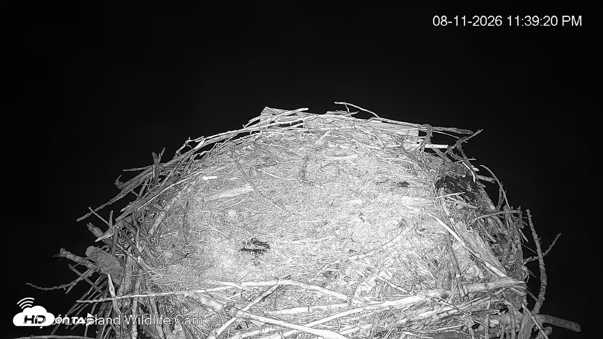 Snapshot of City of Loveland Ospreys Live Cam taken Aug 11, 2026, 11:39pm MDT