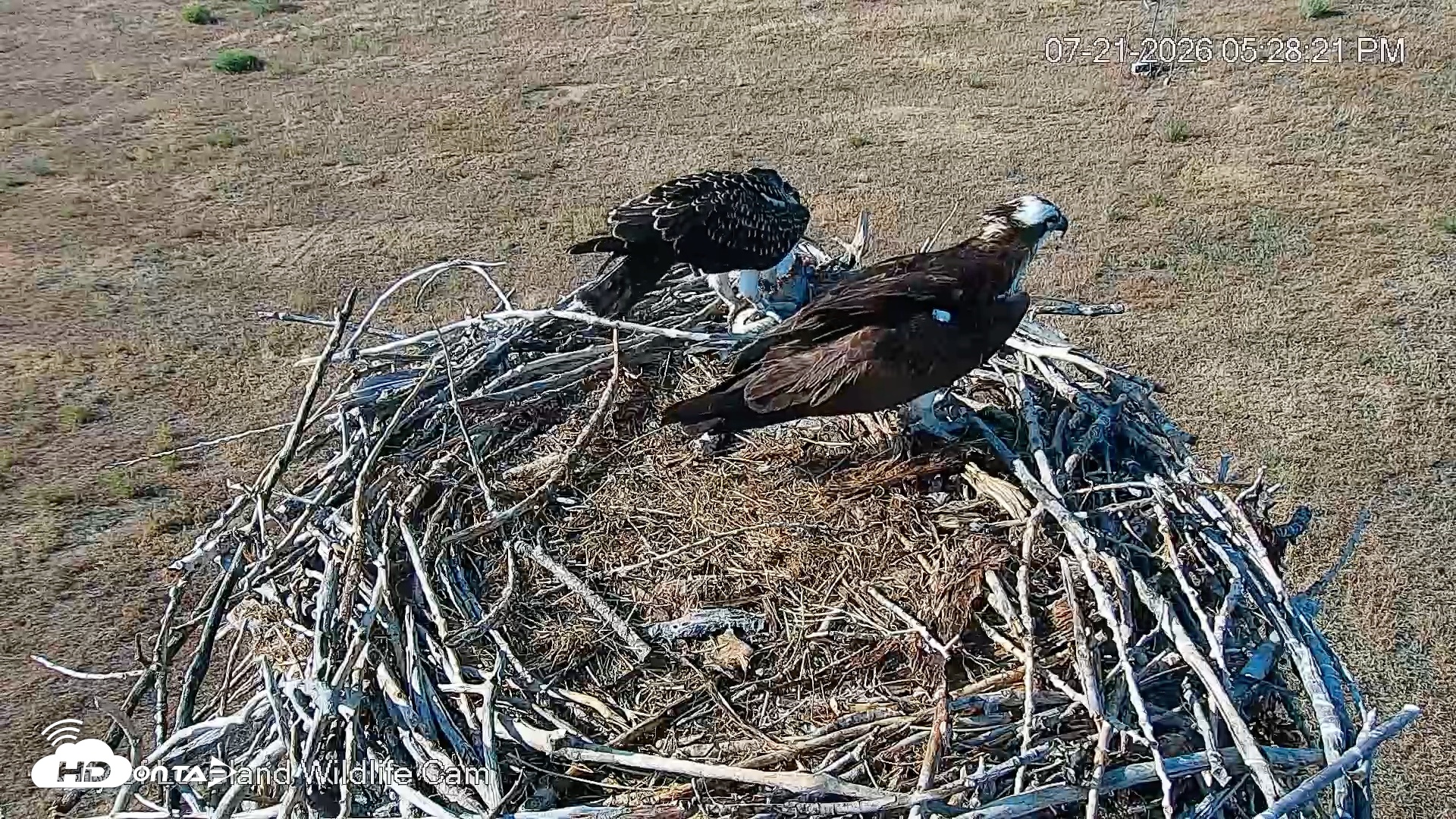 Snapshot of City of Loveland Ospreys Live Cam taken Jul 21, 2026, 5:29pm MDT