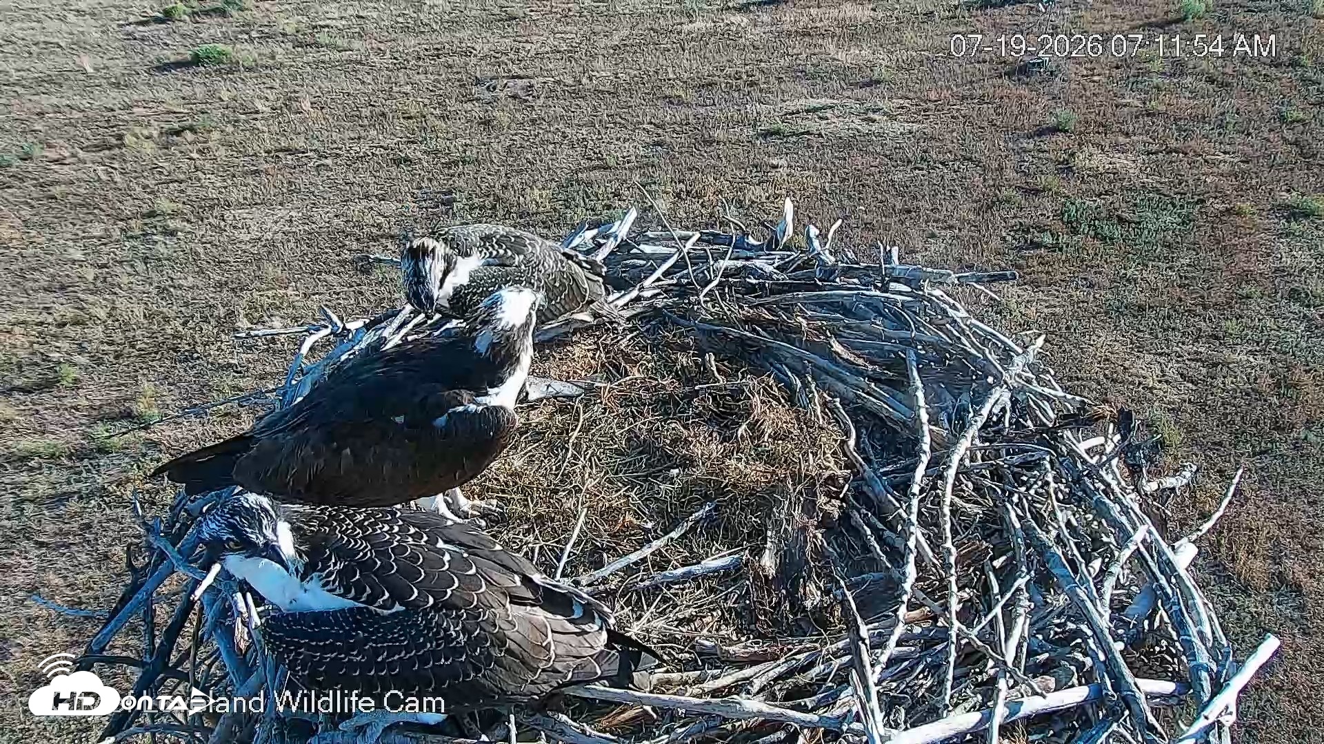 Snapshot of City of Loveland Ospreys Live Cam taken Jul 19, 2026, 7:12am MDT