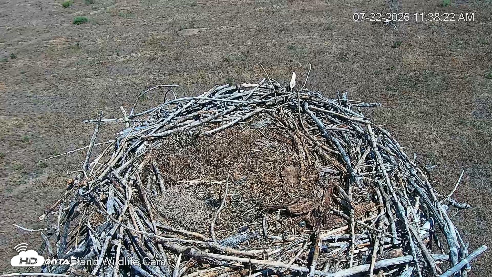 Snapshot of City of Loveland Ospreys Live Cam taken Jul 22, 2026, 11:39am MDT